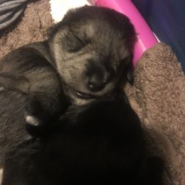 Miniature Schnauzer and Poodle Puppies from Bits & Bytes Farm