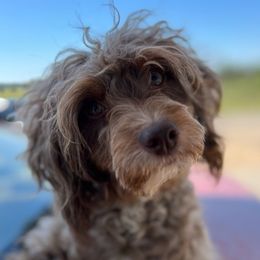 Aussiedoodles, Companion Crosses, and Goldendoodles from Woof Den Kennels