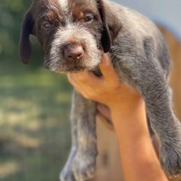 Wirehaired Pointing Griffons from Griffons Out West
