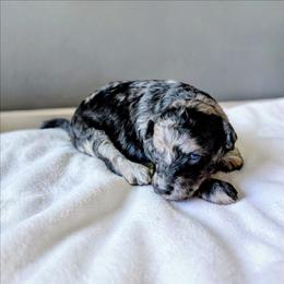 Mimosa - Blue merle female Aussiedoodle puppy in Sparta, Missouri from Sis' Doodles & Poodles