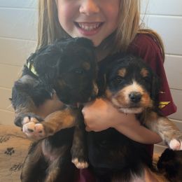 Bernedoodle and Goldendoodle Puppies from Central Texas Doodles