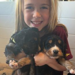 Bernedoodle and Goldendoodle Puppies from Central Texas Doodles
