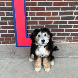 Bernedoodle, Dachshund, Goldendoodle, and Sheepadoodle Puppies from Doodles & Doxies