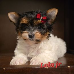 Lola jr - Black tan and white female Biewer Terrier puppy in Modesto, California from Granny's yorkshire Terrier Modesto California