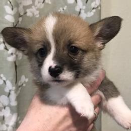 Girl 2 - Fawn female Pembroke Welsh Corgi puppy in Indian Valley, Idaho from Indian Valley Corgies