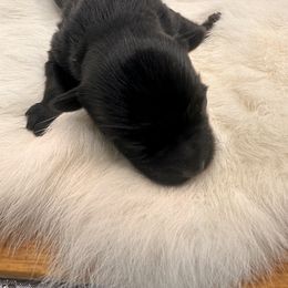 Yorkshire Terrier Puppies from DLJ Yorkies