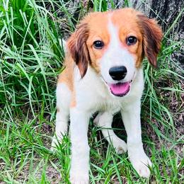 Adele Kooikerhondje Girl Gorgeous. Manners, Crate Trained, Socialized - White and red female Nederlandse Kooikerhondje puppy in Gainesville, Florida from Ambermoon Kooikerhondje Blackamber Greater Swiss Mountain Dogs