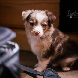 Australian Shepherd, Miniature American Shepherd, Miniature Australian Shepherd, and Toy Australian Shepherd Puppies from Painted Blue Aussies