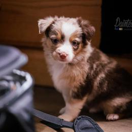 Australian Shepherd, Miniature American Shepherd, Miniature Australian Shepherd, and Toy Australian Shepherd Puppies from Painted Blue Aussies