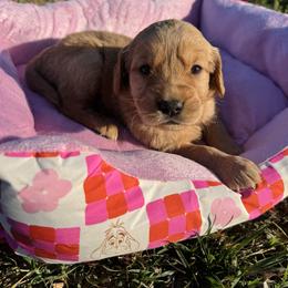 Purple - Dark golden female Golden Retriever puppy in Harrisburg, North Carolina from Bunn Ranch Goldens & Bernese