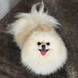 Jorgina - Pomeranian