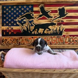 Girl 3 - Liver and white German Wirehaired Pointer puppy in Potosi, Wisconsin from Point and Flush Gun Dogs