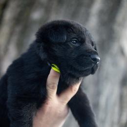 Yellow Collar - Black male German Shepherd puppy in Prospect, Connecticut from Di Massimo Canile