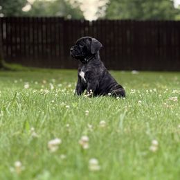 Grey Girl - Black brindle female Cane Corso puppy in St. Augustine, Florida from Ancient City Cane Corso