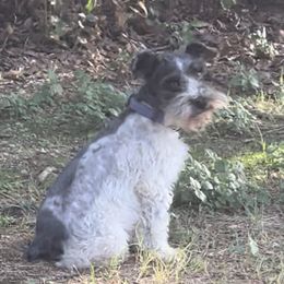 Katrina - Miniature Schnauzer