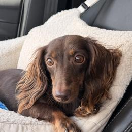 Coco - Spayed Florida only no shipping - Chocolate and tan female Dachshund puppy in Lakeland, Florida from Elite Doxies Florida