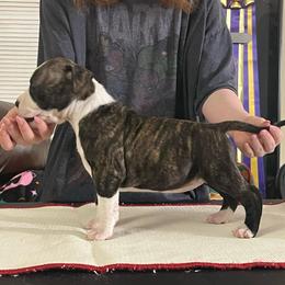 Olive Oyl - Black brindle female American Staffordshire Terrier puppy in Marietta, Georgia from Ambition Amstaffs