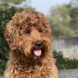 Rusty - Australian Labradoodle