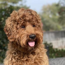 Rusty - Australian Labradoodle