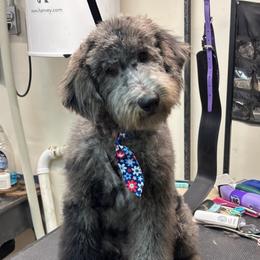 Benny - male Golden Mountain Doodle puppy in Hackleburg, Alabama from The Doodle Patch