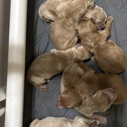 5th Pick - Golden female Golden Retriever puppy in Anaheim, California from Prim's Golden Retrievers