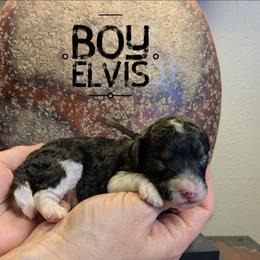 Elvis - Black and white male Bernedoodle puppy in Cambridge, Minnesota from Country Meadow Doodles