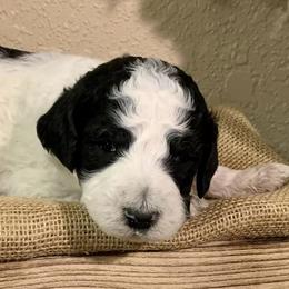 Goldendoodles from Texas Big Country Golden Doodles