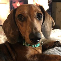 Roo - Dachshund