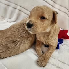 Poodle Puppies from Sally Hamer
