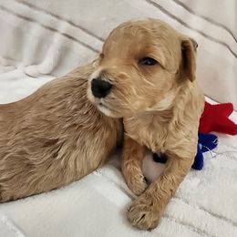 Poodle Puppies from Sally Hamer