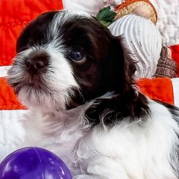 Havanese Puppies from Cloud 9 Havanese