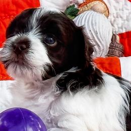 Havanese Puppies from Cloud 9 Havanese