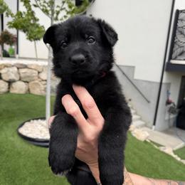 Burgundy Male - Black male German Shepherd puppy in Saratoga Springs, Utah from Vom Stille Teufelshunde Kennels