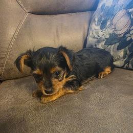Venus (Dark Blue) - Black and tan male Yorkshire Terrier puppy in Fayetteville, Tennessee from Mina's Yorkies