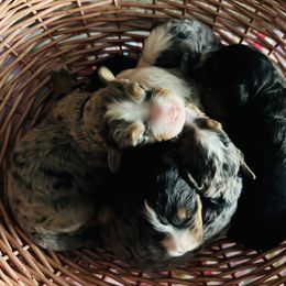 Bernedoodle puppies from FurEver Friends Finder