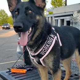 German Shepherds from Storybook Kennels
