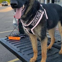 German Shepherds from Storybook Kennels