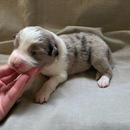 Woody - Blue merle male Border Collie puppy in Ripley, Oklahoma from Adventure5 Border Collies