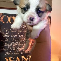 Boy 2 - Red male Pembroke Welsh Corgi puppy in White Sulfur Springs, Montana from Montana Shorties