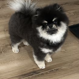 Pomeranian Puppies from Glitzypoms