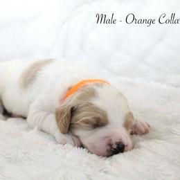 Luffy - Parti male Goldendoodle puppy in Cherry Creek, New York from Doodles Pups of NY