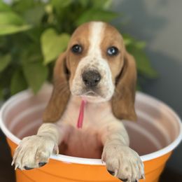 Susie - Red and white female Basset Hound puppy in Maryland from Grind Stone Breeding Kennels