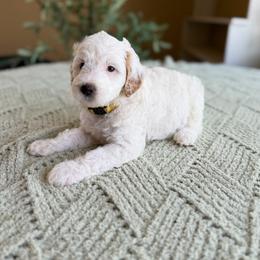 Kathani - Parti female Goldendoodle puppy in Barstow, California from Golden Desert Doodles