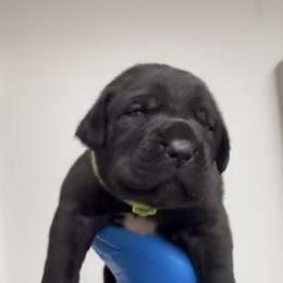 Male 3 - Black male Cane Corso puppy in California from Donato Kennels