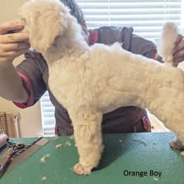 Poodle Puppies from LaTerra Cove Poodles