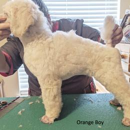 Poodle Puppies from LaTerra Cove Poodles