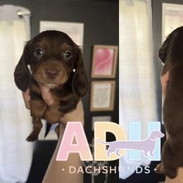 Rocky - Chocolate and tan male Dachshund puppy in Coatesville, Indiana from ADH Dachshunds