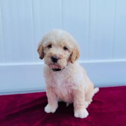 Tiger Lily (Tiger) - Cream male Labradoodle puppy in Elizabeth City, North Carolina from Howdy Doodles