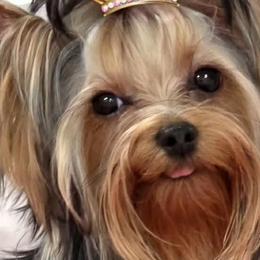 Missy - Yorkshire Terrier