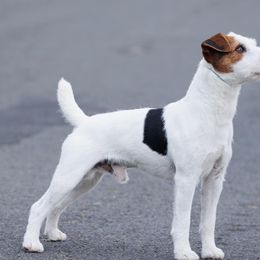 Strummer - Jack Russell Terrier